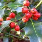30 US Seeds American Holly Bush Tree Ilex opaca