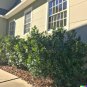 30 US Seeds American Holly Bush Tree Ilex opaca