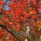 10 US Seeds Wildfire Black Tupelo Tree Nyssa sylvatica