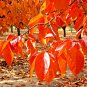 10 US Seeds Wildfire Black Tupelo Tree Nyssa sylvatica