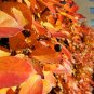 10 US Seeds Wildfire Black Tupelo Tree Nyssa sylvatica
