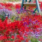 200 US Seeds Red Hummingbird Flower G aggregata Scarlet Gilia rubra Wildflower