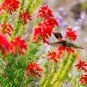 200 US Seeds Red Hummingbird Flower G aggregata Scarlet Gilia rubra Wildflower