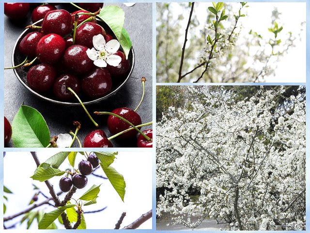 5 US Seeds Sand Cherry  Prunus pumila