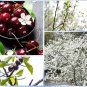 5 US Seeds Sand Cherry Prunus pumila