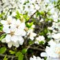 5 US Seeds Sand Cherry Prunus pumila