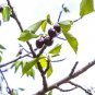 5 US Seeds Sand Cherry Prunus pumila