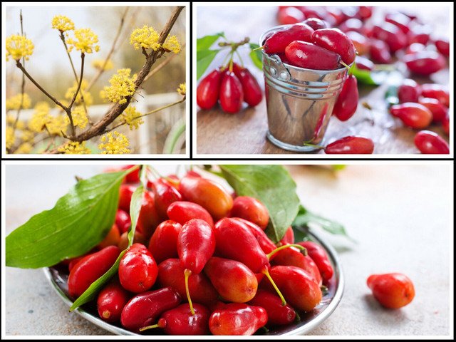 Cornelian Cherry Fruit Tree 20 US Seeds