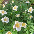 100 US Seeds Anemone Flower A occidentalis Pasqueflower