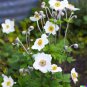 100 US Seeds Anemone Flower A occidentalis Pasqueflower