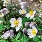 100 US Seeds Anemone Flower A occidentalis Pasqueflower