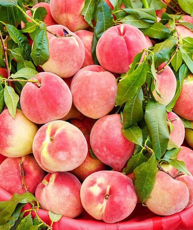 5 US SEEDS PEACH TREE Prunus persica nemaguard