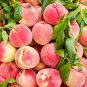 5 US SEEDS PEACH TREE Prunus persica nemaguard