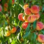 5 US SEEDS PEACH TREE Prunus persica nemaguard