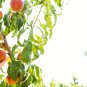 5 US SEEDS PEACH TREE Prunus persica nemaguard