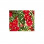 500 US Seeds Plains Coreopsis Flower TALL RED