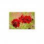 500 US Seeds Plains Coreopsis Flower TALL RED