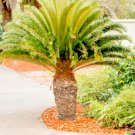10 US Seeds Pindo Palm Jelly Butia capitata
