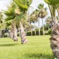 10 US Seeds Pindo Palm Jelly Butia capitata