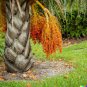 10 US Seeds Pindo Palm Jelly Butia capitata