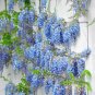 5 US Seeds Blue Chinese Wisteria Perennial Climbing Flower Vine Shrub