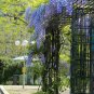5 US Seeds Blue Chinese Wisteria Perennial Climbing Flower Vine Shrub