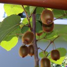Actinidia chinensis Golden Kiwi 50 US Seeds