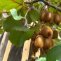 Actinidia chinensis Golden Kiwi 50 US Seeds