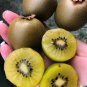 Actinidia chinensis Golden Kiwi 50 US Seeds