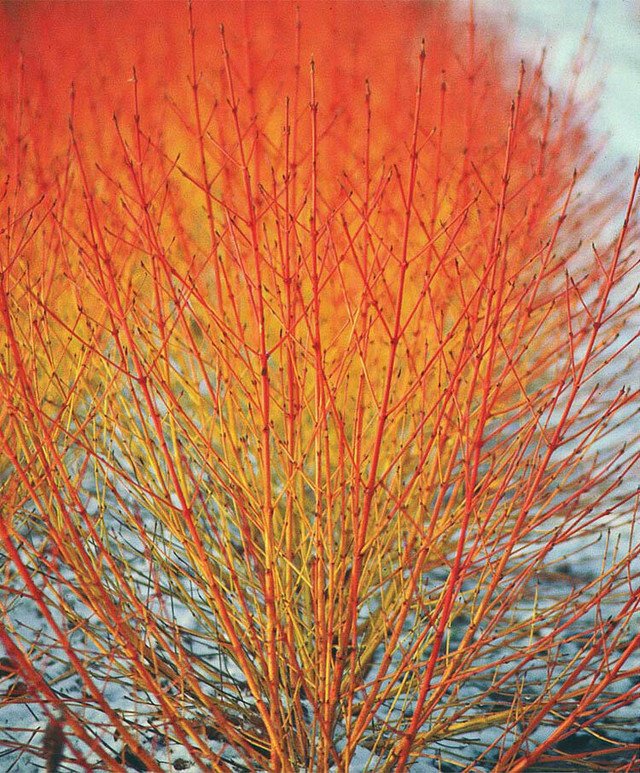 40 US Seeds Winter Flame Fire Bush Hedge Bloodtwig Red Dogwood Cornus Sanguinea