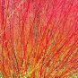 40 US Seeds Winter Flame Fire Bush Hedge Bloodtwig Red Dogwood Cornus Sanguinea