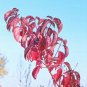 40 US Seeds Winter Flame Fire Bush Hedge Bloodtwig Red Dogwood Cornus Sanguinea