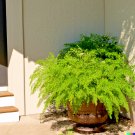 20 US Seeds Desert Sweet Fern Bush C millefolium