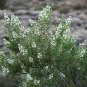 20 US Seeds Desert Sweet Fern Bush C millefolium