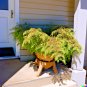 20 US Seeds Desert Sweet Fern Bush C millefolium