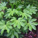 Japanese Aralia Fatsia japonica 20 US Seeds