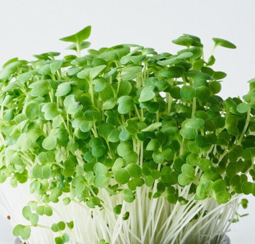 Bulk Vegetable Tatsoi Mustard Pak Choi 3000 US Seeds