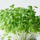 Bulk Vegetable Tatsoi Mustard Pak Choi 3000 US Seeds