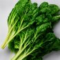 Bulk Vegetable Tatsoi Mustard Pak Choi 3000 US Seeds