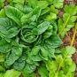 Bulk Vegetable Tatsoi Mustard Pak Choi 3000 US Seeds