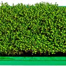 Bloomsdale Spinach 1250 US Seeds