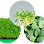 Bloomsdale Spinach 1250 US Seeds