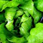 Bloomsdale Spinach 1250 US Seeds