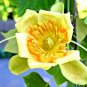 Tulip TREE Poplar Liriodendron tulipifera 20 US Seeds