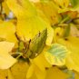 Tulip TREE Poplar Liriodendron tulipifera 20 US Seeds