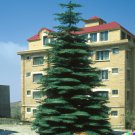 20 US Seeds Himalayan Spruce Tree Picea smithiana Morinda