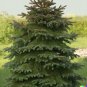 20 US Seeds Himalayan Spruce Tree Picea smithiana Morinda