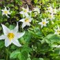 10 US SEEDS WHITE AVALANCHE LILY Erythronium Montanum