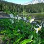 10 US SEEDS WHITE AVALANCHE LILY Erythronium Montanum