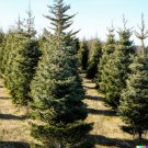 100 US Seeds Balsam Fir Abies balsamea Christmas Trees